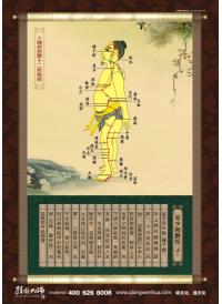 中醫(yī)掛圖 人體經(jīng)絡(luò)圖 十二正經(jīng)--足少陽膽經(jīng)(子)