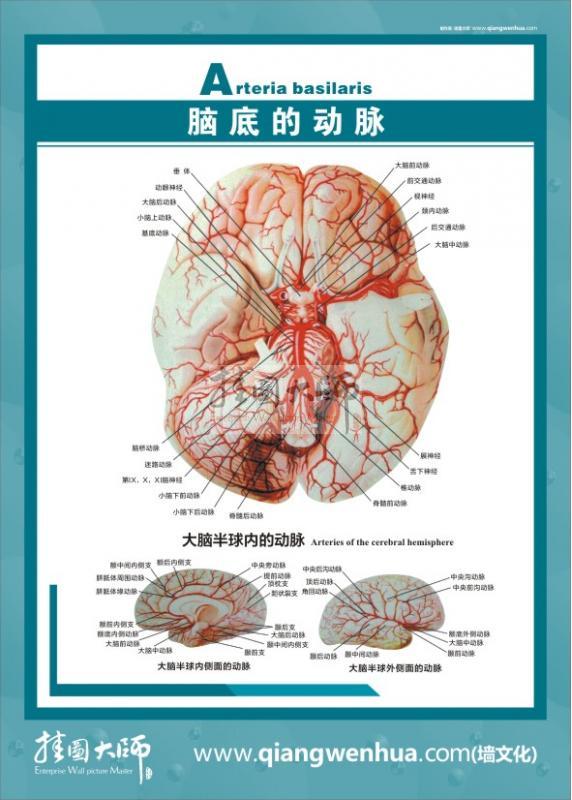 大腦解剖結(jié)構(gòu)圖 醫(yī)學解剖圖-腦底的動態(tài)