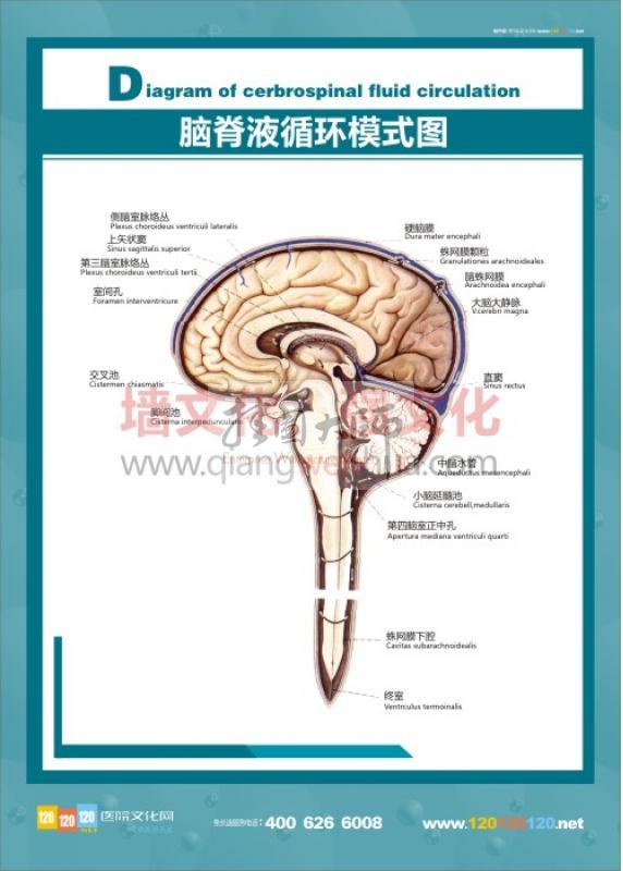 人體結(jié)構(gòu)圖 人體解剖圖 醫(yī)院掛圖 人體骨骼結(jié)構(gòu)圖