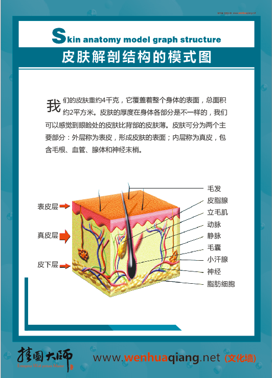 皮膚科解剖圖-皮膚解剖結構的模式圖