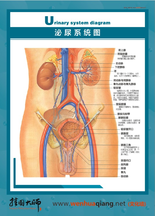 泌尿系統(tǒng)圖