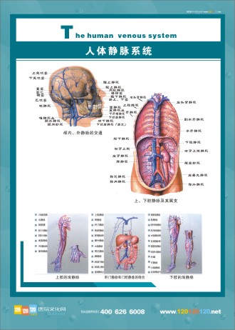 人體靜脈圖 人體解剖圖 人體靜脈分布圖 人體靜脈解剖