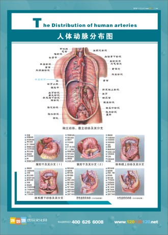 人體動(dòng)脈分布圖 人體經(jīng)脈分布圖 人體動(dòng)脈解剖圖