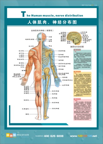 人體神經(jīng)分布圖 肌肉分布圖 人體肌肉分布圖 人體肌肉解剖圖 人體肌肉結(jié)構(gòu)圖