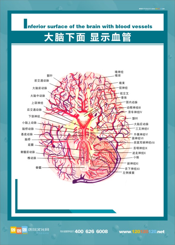 大腦血管解剖 醫(yī)學解剖圖-大腦下面 顯示血管