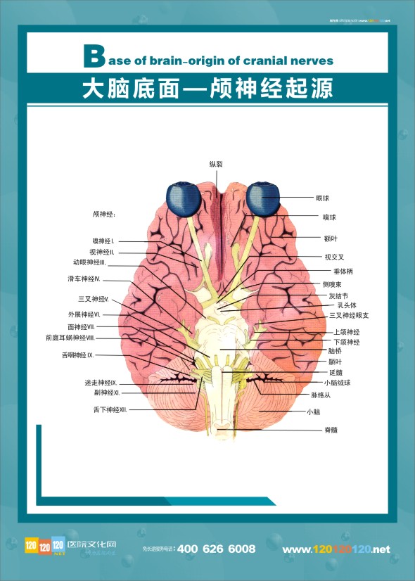 醫(yī)學人體解剖圖 大腦解剖圖 醫(yī)學解剖圖-大腦底面-顱神經(jīng)起源