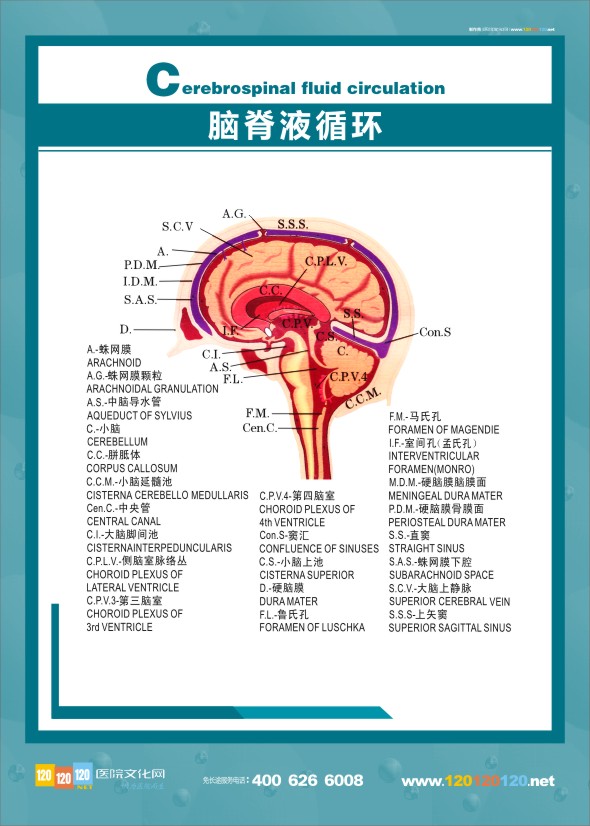 腦脊液循環(huán)圖 醫(yī)學解剖圖-腦脊液循環(huán)