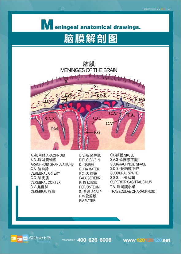 腦膜解剖圖 醫(yī)學解剖圖-腦膜解剖圖