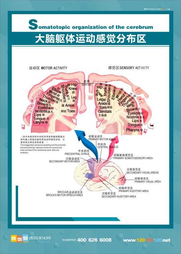 醫(yī)學人體解剖圖 大腦解剖圖 大腦解剖結(jié)構(gòu)圖 醫(yī)學解剖圖-大腦軀體運動感覺分布圖