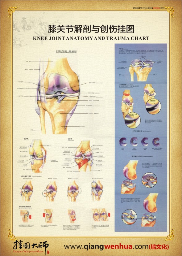 膝關(guān)節(jié)解剖圖 人體關(guān)節(jié)解剖圖