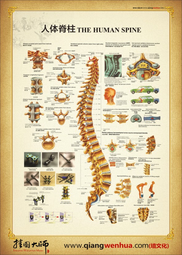 人體脊柱解剖圖  人體骨骼解剖圖