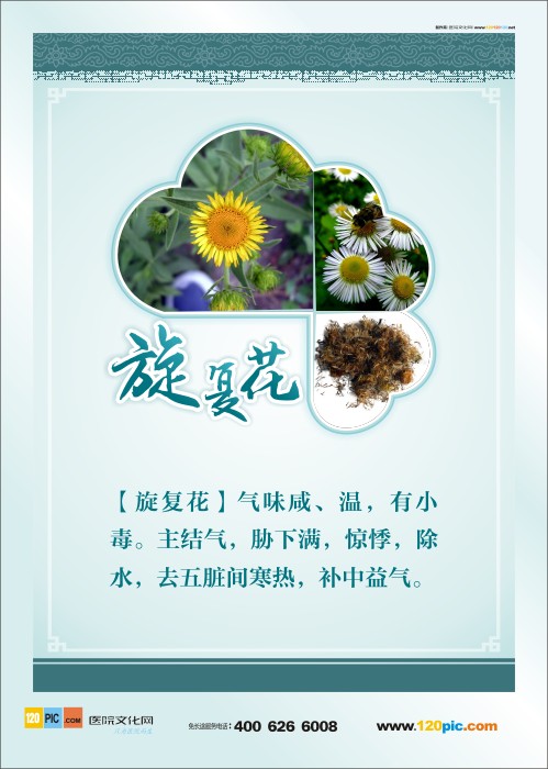 中草藥圖片 藥房標(biāo)語(yǔ) 中藥旋復(fù)花 旋復(fù)花圖片